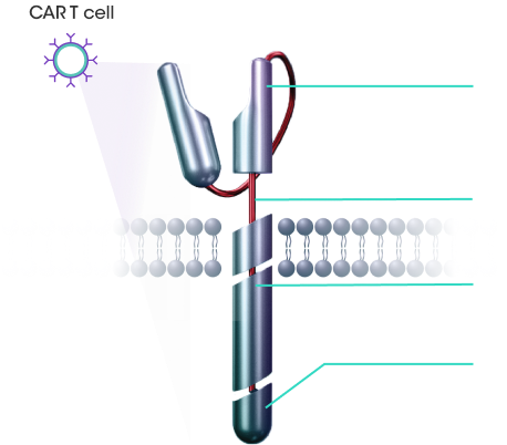 ABECMA® CAR T Cell Diagram