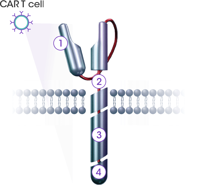 ABECMA® CAR T Cell Diagram